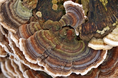 Ik heb een macrolens gekocht en ben deze gaan uittesten in de Grote Nes (nabij Oud-Alblas).
Franca bewerkt mijn foto's tot ik daar zelf een goed programma voor heb