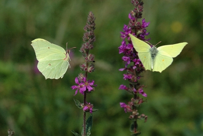 Voor deze foto van twee aanvliegende Citroenvlinders heb ik een middag hard moeten werken. De foto is puur natuur, er is geen Photoshop aan te pas gekomen. Iso 400, 1 stop onderbelicht, open lens, 1/4000 sec. D70s + 105 mm macro.