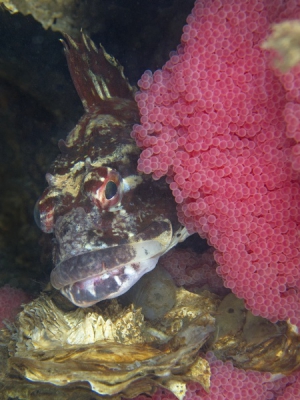 Deze zeedonderpad beschermt het nest / eitjes. Door vroeg in de ochtend te duiken kun je ze nog op het nest aantreffen.