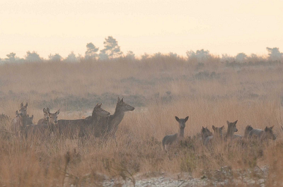 aan mij 











Als je deze damherten en edelherten zo op je af ziet komen dan is er iets mis

Midden op de heide vlakte was een vader met zijn dochter al vast begonnen met stangen zoeken

Dat dit voor veel onrust zorgt is wel duidelijk
 
Ik schat dat er in totaal wel 50 herten voorbij kwamen

soms zo dichtbij dat ik terug moest naar 60mm

Ergens hoopte ik dat pa en zijn dochter ook vlak langs zouden komen

Dan  pardoes uit de dekking springen met de vraag als ze wel weten waar ze mee bezig zijn