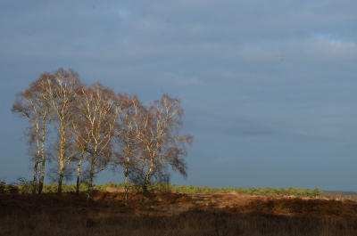 Toen ik aan het einde van de dag het park uit reed zag ik het zonlicht mooi op de berken bomen schijnen.