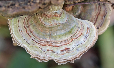 Koud vriezend weer met een nare gure wind, maar redelijk beschut in het bos.