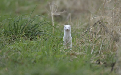 Heb gedurende 10 min  kunnen genieten van deze ervaren jager. Het was +2 graden met een stevige bries maw het was koud. Maar toen hij/zij er was had ik geen kou.