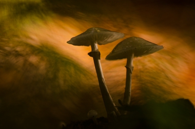 Even snel een foto opgezocht met dezelfde belichting. Kleuren zijn iets anders.