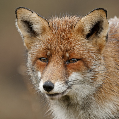 Portret van een vos. Omdat hij ineens voor mij stond  geen tijd meer om van lens te wisselen. Met dit tot positief resultaat.
