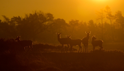 Een koude heldere ochtend, geeft vaak de garantie voor een mooie zonsopkomst, als er dan ook nog een stel herten in beeld komen kan de ochtend niet meer stuk.