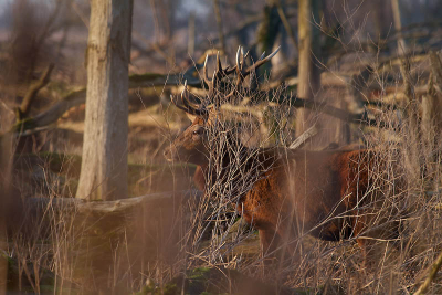 Er graasden een 60-tal Edelherten: geweidragers, kaalwild en jongen in het hoge struikgewas om de herten solitair te nemen was dus enorm moeilijk.