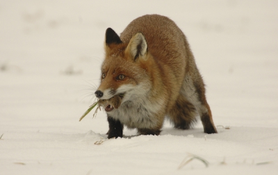 Was een hele ervaring, langzaam kwam deze vos al jagend naar ons toe zonder dat hij ons in de gaten had. Ongeveer 20m voor ons springt hij en met als resultaat een dikke woelrat. Ik kan je verzekeren dat je zenuwen gespannen staan op zulke momenten.