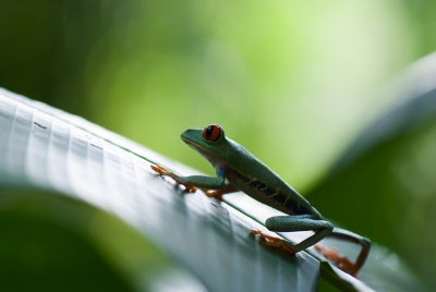 Een al wat oudere foto die ik tijdens een rondreis in Costa Rica heb gemaakt. Het was een van mijn favorieten in dit prachtige groenrijke land. Foto is genomen tijdens de middag met een macro objectief, gelukkig met VR. Geen flits gebruikt ter bescherming van zijn/haar mooie rode oogjes.