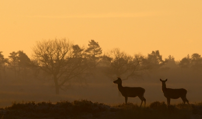 Hier nog een opname van afgelopen zondag ochtend, het blijft lastig om de juiste uitsnede te maken, maar hier getracht om ook de uitgestrektheid van de omgeving te benadrukken.