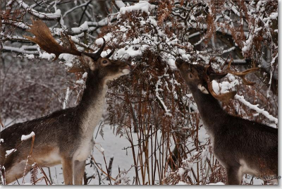 In december 2 dagen sneeuw gehad en het was al lang het idee om de damherten in de sneeuw te fotograferen. In voorjaar en herfst zijn ze minder goed zichtbaar.