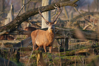 Uit de serie van de eerder geplaatste foto mooie lage zon in de rug hert in z'n natuurlijke omgeving.