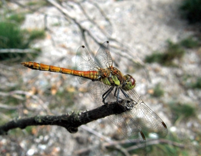 <i class='fa fa-user'></i>&nbsp;Geert-Jan&nbsp;| Bruinrode Heidelibel&nbsp; <i class='fa fa-eye'>&nbsp;117</i> &nbsp; <i class='fa fa-comment-o'>&nbsp;3</i>