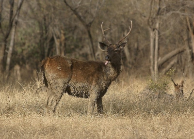 de sambar is het grootse hert in Azi, maar kan in mijn ogen niet tippen aan de uitstraling van ons Europees roodwild.