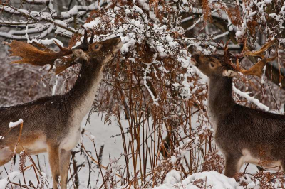 In december 2 dagen sneeuw gehad en het was al lang het idee om de damherten in de sneeuw te fotograferen. In voorjaar en herfst zijn ze minder goed zichtbaar.
