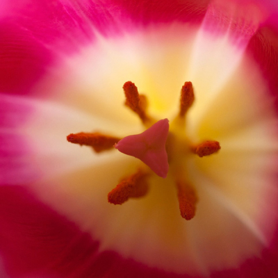 Beste mede-Nederpixers,

Ik ben nu ongeveer een jaar bezig met fotografie en kan dus nog veel leren. Zo heb ik deze foto genomen van een tulp die binnen in een vaas staat. Welliswaar bij het raam, dus veel licht. Maar ik vraag me af of de stamper zo op zijn 'scherpst' is. 
Zijn er mogelijkheid waardoor ik met mijn 100 mm macrolens en Canon 30D nog scherpere afbeeldingen kan maken? En dan doel ik niet op het gebruik van tussenringen, maar meer op het gebruik van mijn camera zelf. Bijv. door spotmeting, oid te gebruiken. Of is dit het scherpst wat de lens aan kan?? Heeft iemand tips voor me?

Met vriendelijke groeten, 
Brbel van den Berg