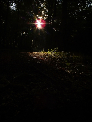 Taken September 8, 2011 at around 7:30 in the morning, when the sun was just starting to come through an open patch in the woods.