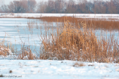 Op een zonnige maar ijskoude winterdag is deze opname ontstaan, gewoon uit de hand met de K10D en 70-200mm /2.8