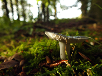 Taken early morning on a patch of moss. It stood out fairly nicely, because the sun was hitting its bright white stalk.