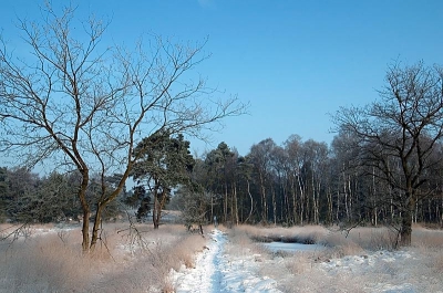 Ochtend, met een prachtige blauwe hemel in het kleine meer van Natuurmonumenten.