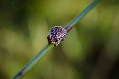 Dit kikkertje vonden we op een rietstengel in de Okavango-Delta, Botswana. De gids kon ons niet vertellen wat voor naam dit beestje had. Na wat zoekwerk op internet ben ik 'm ook nog nergens tegengekomen. Wie weet wat voor soort/naam deze kikker heeft??
