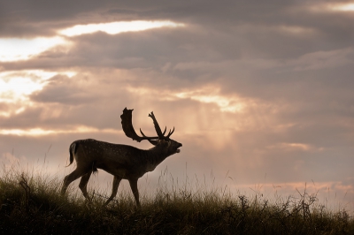 Tegen het einde van de damhertenbronst kon ik deze uitzonderlijke situatie vastleggen: een dambok die burlend over een duinkam draafde terwijl de dikker wordende bewolking op de achtergrond kortstondig een zonneharp vormde.
Luttele seconden later was het hert verdwenen, evenals de zonneharp...