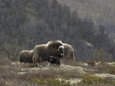 Tijdens een muskusos safari met een een gids uit Oppdal, kwamen we deze dames tegen met een kalf.
Kort daarvoor had het nog lichtjes gesneeuwd, jammer genoeg was het net opgehouden met sneeuwen toen we deze dames met kalf tegen kwamen.