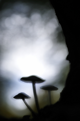 Op een half vergane omgevallen boomstam vond ik een trio paddenstoeltjes. De foto is genomen vanaf de "onderkant" van de boomstam die je deels rechts ziet, tegen het licht in van de bosrand op de achtergrond. Het betreft een dubbele belichting. Vanaf statief met hoekzoeker en draadontspanner.