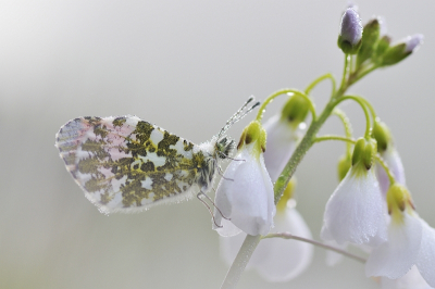 Deze ochtend ging ik vrij vroeg en met bewolkt weer op stap om oranjetipjes met dauw te kunnen fotograferen. Ik vond deze in een veldje met pinksterbloemen. Ik heb door een bloemetje gefotografeerd om de steel en de achtergrond links onder te verzachten zodat de achtergrond met de lucht meer n geheel werd. Vanaf statief met hoekzoeker en draadontspanner.