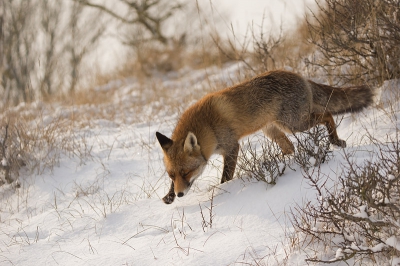 Een foto van een (echt) wilde vos smaakt naar meer (van alle vossen in de AWD zijn er slechts een stuk op 5 mak, de rest is wel schuw maar wel meer dagactief dan elders). Ik ben daarom naar de plek gegaan waar ik anderhalve week eerder een muizende vos kon vast leggen. Na een tijdje speuren zag ik op afstand een jagende vos. Ik schatte zijn af te leggen weg in (blijft wilde gok), maakte met gunstige wind een omtrekkende beweging en ben als een sluipschuiter tussen de struiken gaan liggen. Net toen de kou mij ervan begon te overtuigen dat dit een kansloze actie was, kwam de vos toch de duinkam over, zij het op een andere plek en veel dichterbij dan verwacht. Aan de vluchtige ontmoeting hield ik deze opname en een flink shot adrenline over. 

De vos kijkt weliswaar niet in de lens (was toen direct vertrokken, maar het natuurlijk gedrag vastleggen is mij ook wat waard :-)