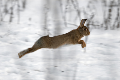 Gisteren dan eindelijk weer een beetje zon. Gelijk de uiterwaarden ingegaan om foto's te maken. Dit konijn liep lekker in de sneeuw tot ze het op een lopen zette, hier het resultaat.