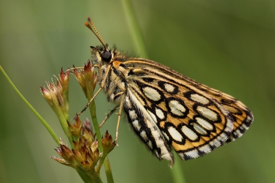 sinds een aantal jaar bewonder en fotografeer ik vlinders. Elk jaar probeer ik weer een paar bijzondere soorten wat beter vast te leggen en afgelopen zomer was het spiegeldikkopje mijn doel