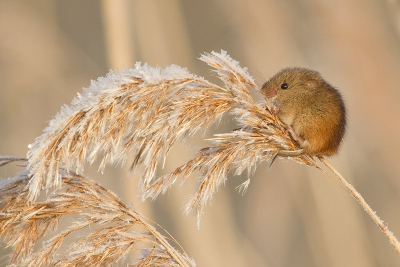 Op zoek naar Baarsmannetjes kwam ik en anderen een ander dier tegen dat we niet verwacht hadden. Ook veldmuizen kruipen in het riet. De foto is gemaakt in de ochtend, gebruik makend van een statief.