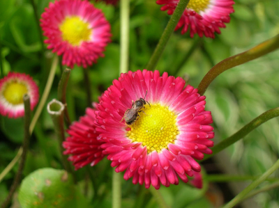 Ik was in mijn tuin aan het foto's maaken en een beetje experimenteren met mijn fototoestel ik dacht niet dat ik een mooie foto had gemaakt maar toen ik ze bekeek zat er wel een mooie foto  tussen