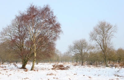 De roodkleurige berk met een stralende zon erbij, gaf een voorjaarsgevoel in de sneeuw.