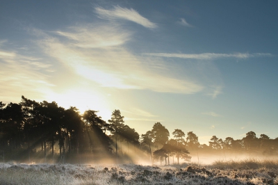 Op een koude ochtend met rijp op de heide kwam de zon er prachtig door.