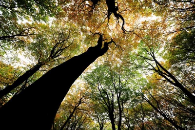 Foto van een herfstig Speulderbos, door de camera omhoog te richten en de boom links in beeld te zetten.