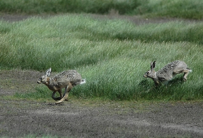 Deze hazen deden wie het eerste bij de fotograaf is. Vlakbij mij aangekomen gingen ze in het hoge gras zitten en zag ik alleen nog maar de punten van de oren.
D70s, 300 mm, 1.4 ext.