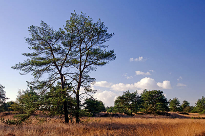 Heidelandschap 'Houtduinen' te Ossendrecht. Ochtend met mooie opklaringen.
