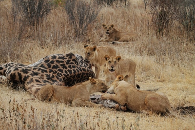 Om n kill te zien is al erg leuk maar twee op een dag is natuurlijk heel bijzonder. Helemaal als de tweede een giraffe betreft (de eerste was een buffel) wat erg zeldzaam is, geloof ik. De leeuwinnen waren nog aan het uithijgen toen wij aankwamen en nog niet eens begonnen met eten