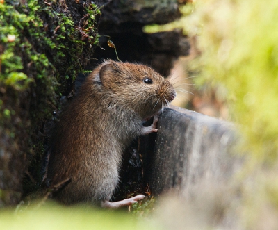 Genomen vanuit de vaste hut van Han bouwmeester, niet alleen vogels spelen een rol hier. 
Hopelijk vinden jullie het wat?