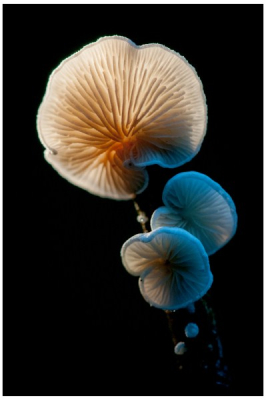 in herfstbos met schaduw van boom als donkere achtergrond