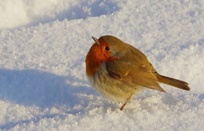 Bijzondere ontmoeting met dit kleine vogeltje die steeds naar ons toekwam, aan m'n vingers pikte en tegen mij opvloog. Wel 'n half uur lang hebben we genoten van dit prachtige vogeltje.