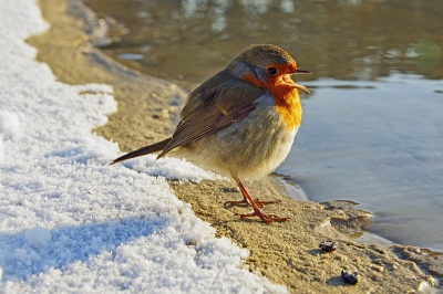 Dit kleine vogeltje was totaal niet bang van ons, sterker nog, zocht duidelijk contact door tegen me op te vliegen en aan m'n vingers te pikken. Bleef voortdurend bij ons in de buurt. Kan iemand dit gedrag verklaren?