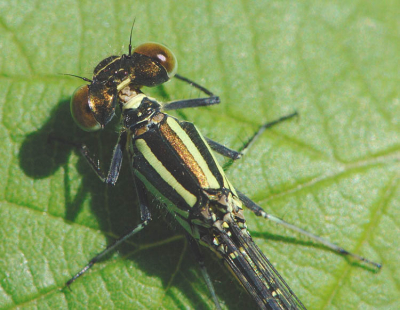 Zaterdagochtend vroeg deze dame gesnapt langs een wandelpad op een blad. Had rustig de tijd voor een 2:1 foto. 
Diafragma 18 1/250 sec. D2x 105mm. 
Kon zelf de naam niet vinden maar dankzij hulp van NPer wel. Gr. Hans