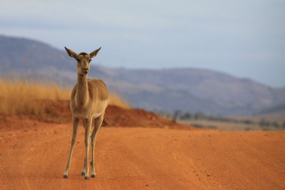 Deze impala bleek erg nieuwsgierig en kwam steeds dichterbij. Helaas was het die dag een beetje bewolkt, maar dat geeft wel sfeer aan deze foto.