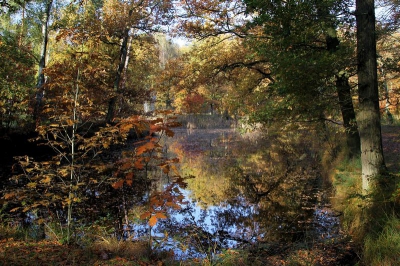 Deze opname heb ik gemaakt tijdens een herfstwandeling in het bosgebied De Duiventoren met mooi licht. De kleuren mooi weerspiegeld in het water van de daar aanwezige vijver.