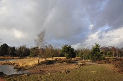 Het was bewolkt weer en van links kwam de zon door de wolken en scheen op de witte berken.
