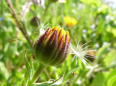 Een van mijn oudere foto's.  Genomen aan een akkerrand, met Panasoniv DMC-FZ28  (f4 - 1/200 sec - 
ISO-100).