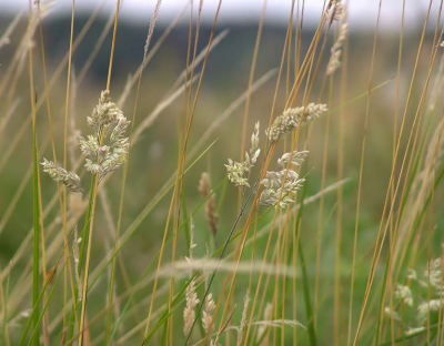 <i class='fa fa-user'></i> andrea | Beweging in het veld  <i class='fa fa-eye'> 109</i>   <i class='fa fa-comment-o'> 9</i>